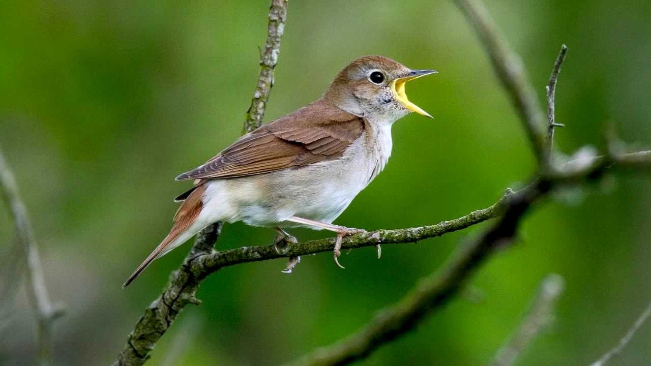 Nightingale